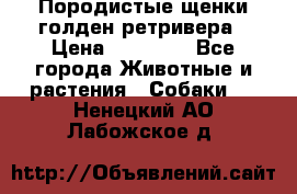 Породистые щенки голден ретривера › Цена ­ 25 000 - Все города Животные и растения » Собаки   . Ненецкий АО,Лабожское д.